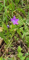 Campanula patula