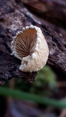 Pleuroflammula praestans