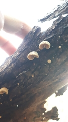 Pleuroflammula praestans