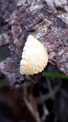 Pleuroflammula praestans