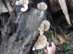Crepidotus vulgaris