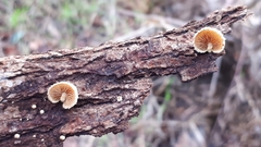 Pleuroflammula praestans