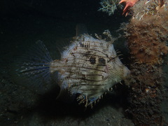 Chaetodermis penicilligerus