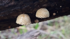 Pleuroflammula praestans