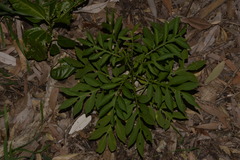 Solanum seaforthianum