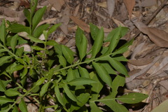 Solanum seaforthianum