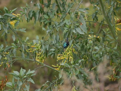 Palestine Sunbird