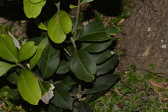 Notelaea ovata