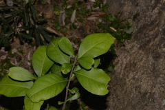 Notelaea ovata