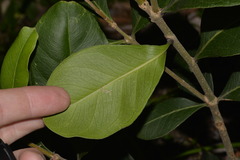 Notelaea ovata