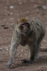 Macaca sylvanus