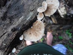 Crepidotus vulgaris