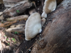 Crepidotus vulgaris