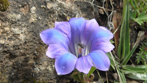 Gentiana georgei