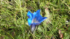 Gentiana lawrencei