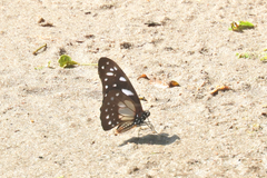 Graphium leonidas leonidas