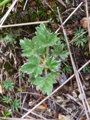 Potentilla robbinsiana