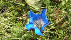 Gentiana lawrencei