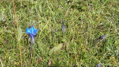 Gentiana lawrencei