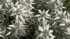 Leontopodium