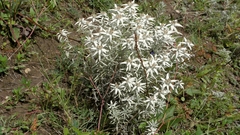 Leontopodium
