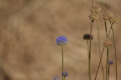 Jasione sessiliflora