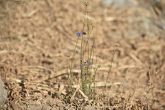 Jasione sessiliflora