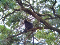 Semnopithecus johnii
