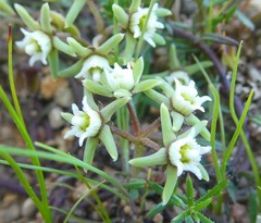 Eustegia minuta