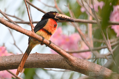 Collared Aracari photo 1