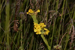 Dillwynia floribunda