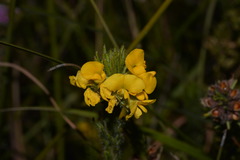 Dillwynia floribunda