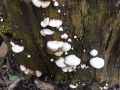 Crepidotus vulgaris