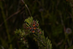 Dillwynia floribunda