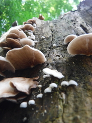 Crepidotus vulgaris