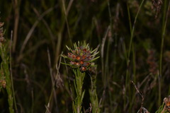 Dillwynia floribunda