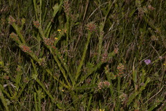 Dillwynia floribunda