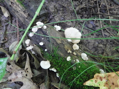 Crepidotus vulgaris