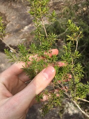 Kunzea ambigua