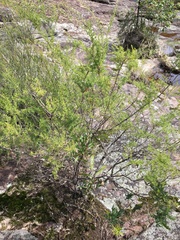 Kunzea ambigua