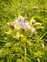 Cirsium oleraceum