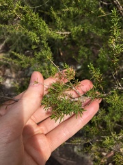 Kunzea ambigua