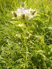 Cirsium oleraceum