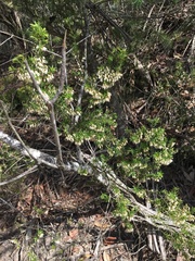 Styphelia setigera
