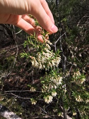 Styphelia setigera