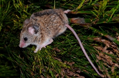 Dendromus mesomelas