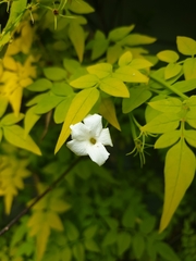 Jasminum officinale