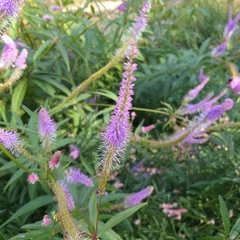 Veronicastrum