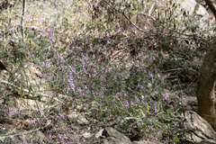 Hypoestes cumingiana