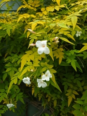 Jasminum officinale